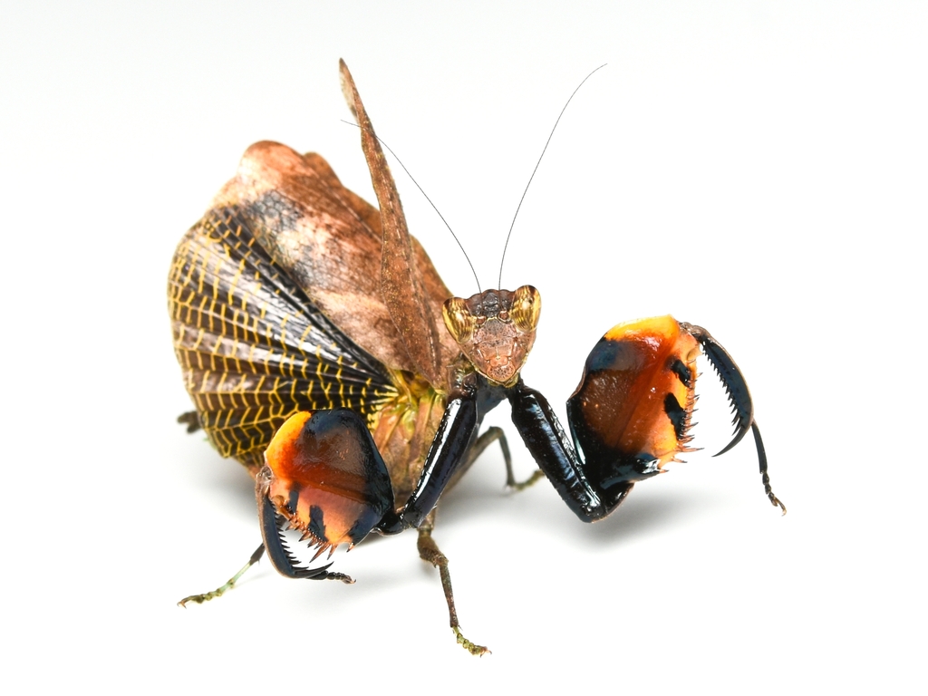 Astyliasula phyllopus