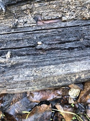 Helminthoglypta nickliniana
