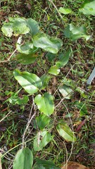Smilax australis