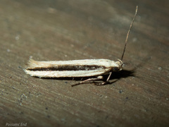 Kiwaia monophragma