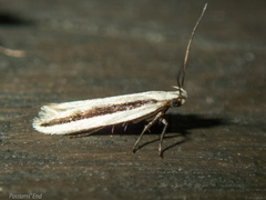 Kiwaia monophragma