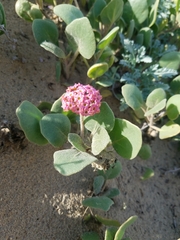 Abronia maritima × latifolia