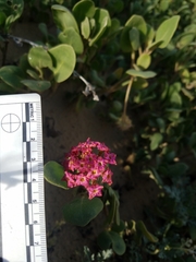 Abronia maritima × latifolia