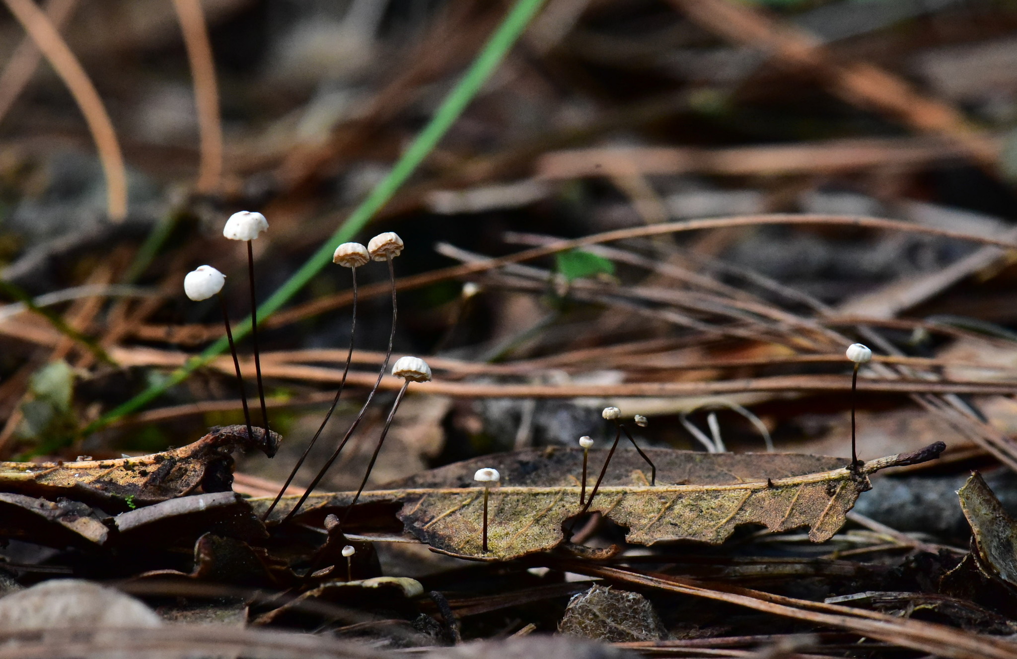 Gymnopus quercophilus image