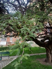 Prosopis andicola