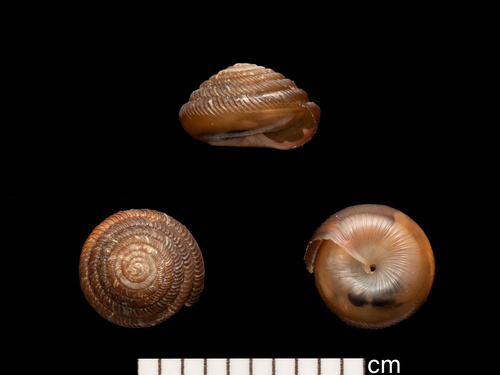 Gastrodonta interna observed 2025-08-22