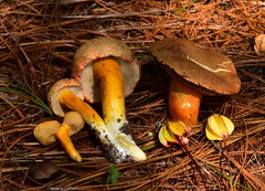 Tylopilus leucomycelinus