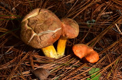 Tylopilus leucomycelinus