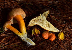 Tylopilus leucomycelinus