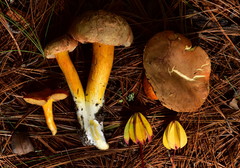 Tylopilus leucomycelinus