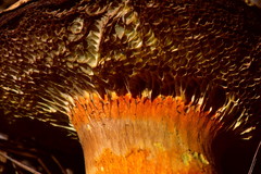 Tylopilus leucomycelinus