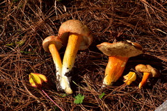 Tylopilus leucomycelinus