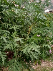 Ambrosia arborescens