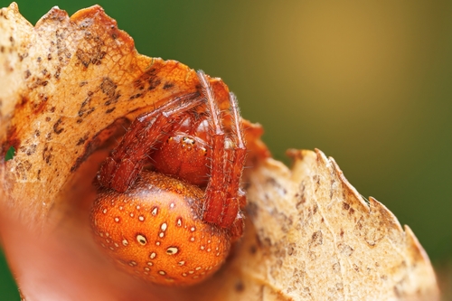 Araneus alsine (Walckenaer, 1802)