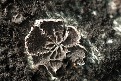 Umbilicaria krascheninnikovii