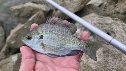 Bluegill