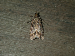 Eudonia luminatrix