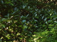 Ficus trigonata