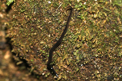 Endeavouria septemlineata