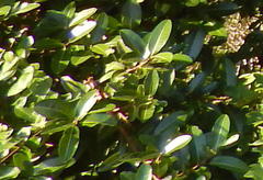 Ficus trigonata