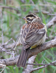Emberiza flaviventris kalaharica