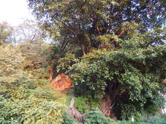 Ficus trigonata