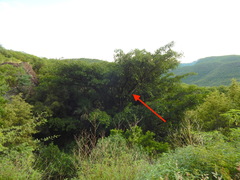 Ficus trigonata