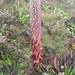 Lobelia nubigena - Photo (c) Phuentsho, algunos derechos reservados (CC BY-NC), subido por Phuentsho