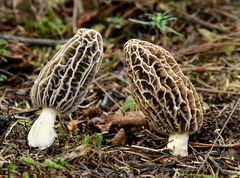 Morchella tridentina