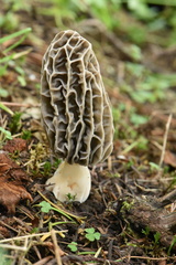 Morchella tridentina