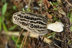 Morchella tridentina