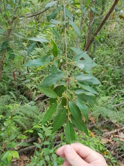 Petalostigma triloculare