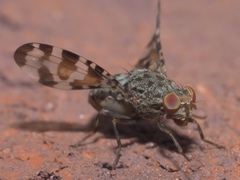 Pseudotephritis approximata