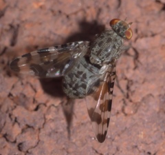 Pseudotephritis approximata