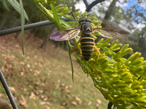 Unknown species found near N Karyn Ave, Fayetteville, AR, US