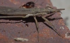 Pygolampis pectoralis