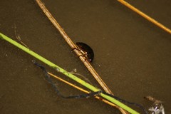 Tropisternus collaris viridis