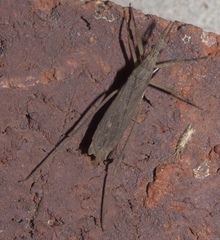 Pygolampis pectoralis