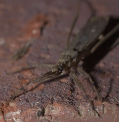 Pygolampis pectoralis