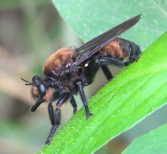 Laphria lata