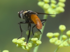 Galactomyia