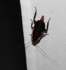 Drymaplaneta communis