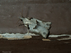 Harmologa amplexana