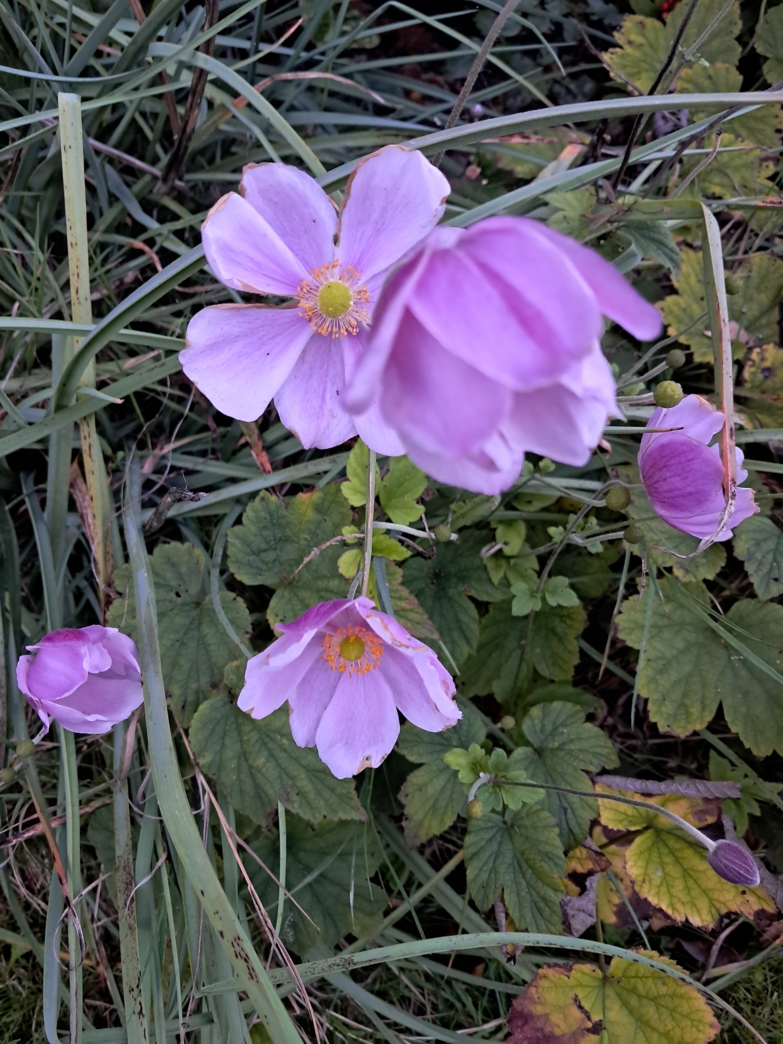 Hubei Anemone (Eriocapitella hupehensis)