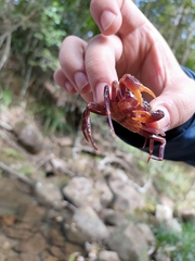 Neotiwaripotamon jianfengense