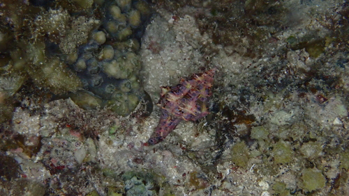 Latirus polygonus observed 2025-09-20
