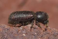 Prostephanus punctatus
