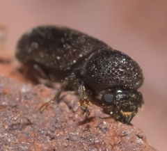 Prostephanus punctatus