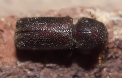 Prostephanus punctatus