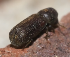 Prostephanus punctatus